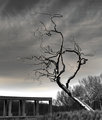 Tree of Chrome