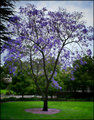 Jacaranda