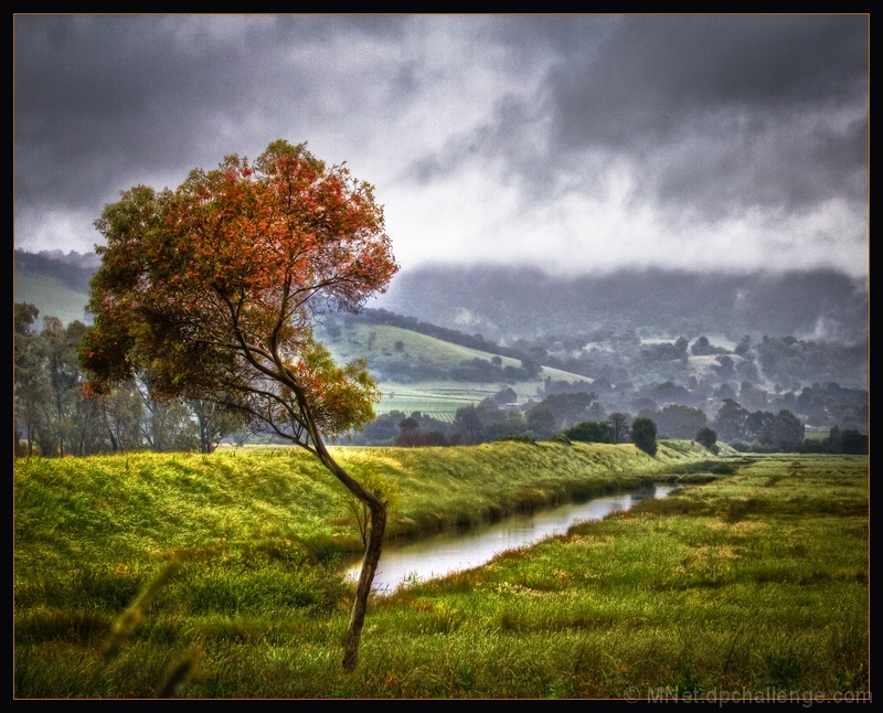 Rain and Shine on the Bent Tree