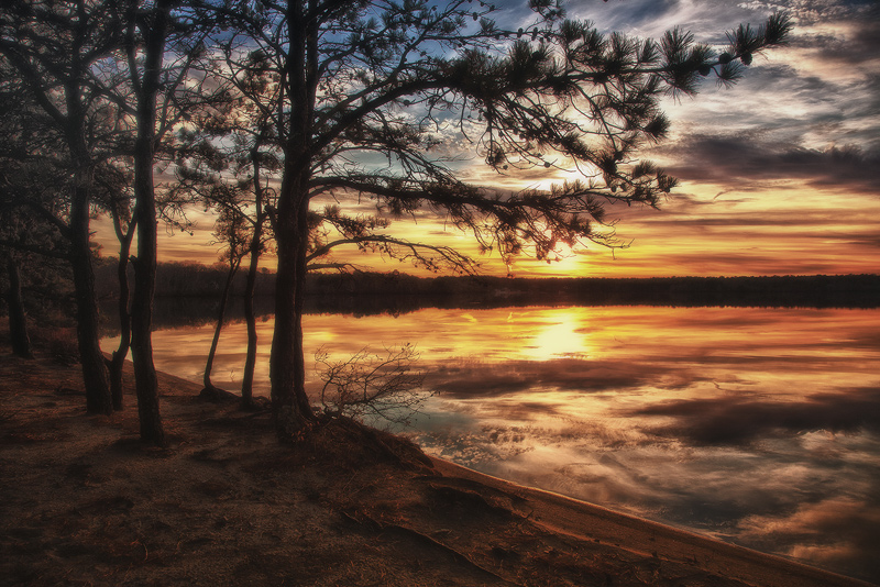 Scrub Pines at Sunset