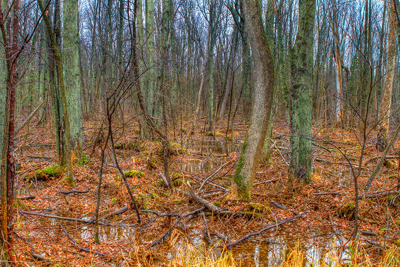 Edge of a forest at autumn.