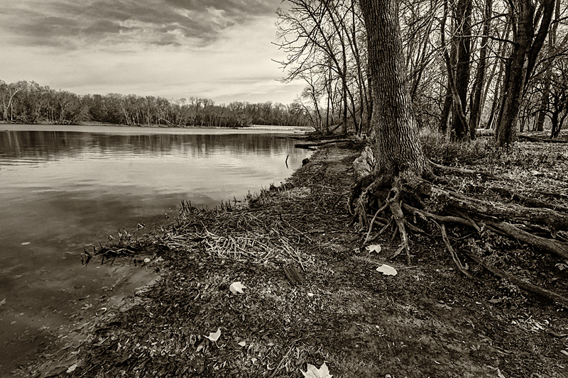 Rooted