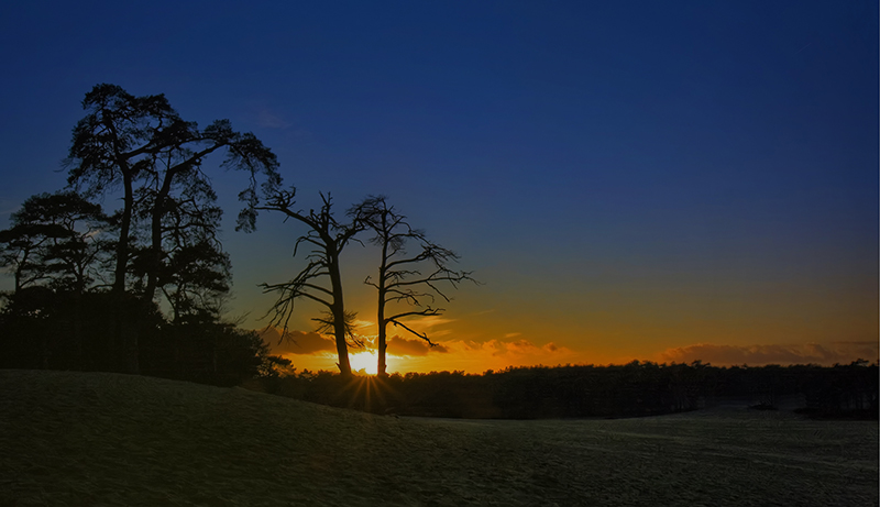 silhouetting against the setting sun