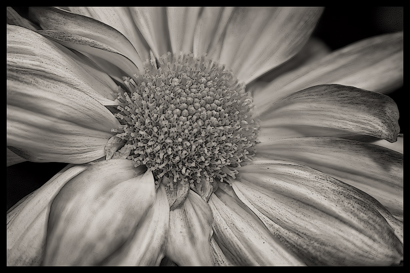 Inflorescence