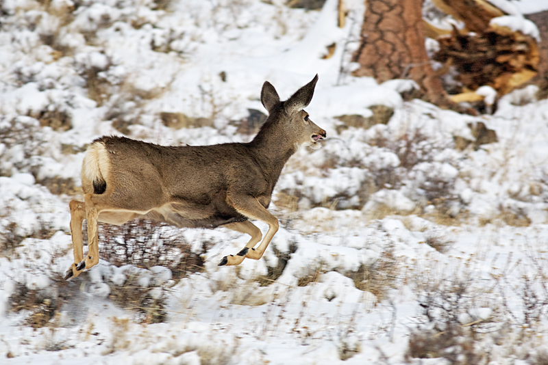 A Bounding Escape to the Wilderness