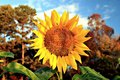 Sunflowers in Winter