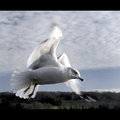 White Gull