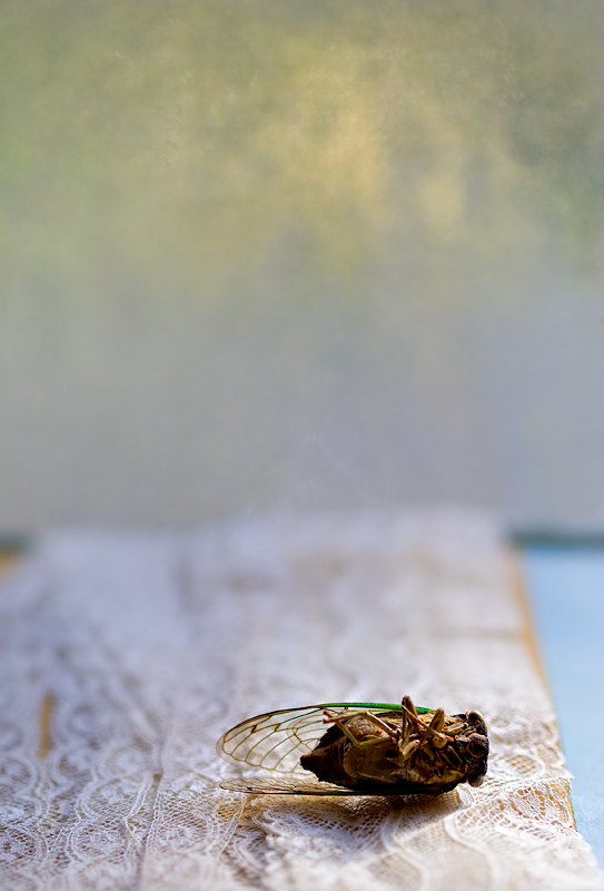 Still Life