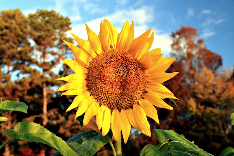 Sunflowers in Winter