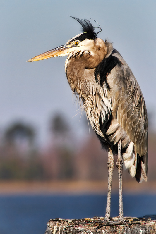 Bad Hair Day