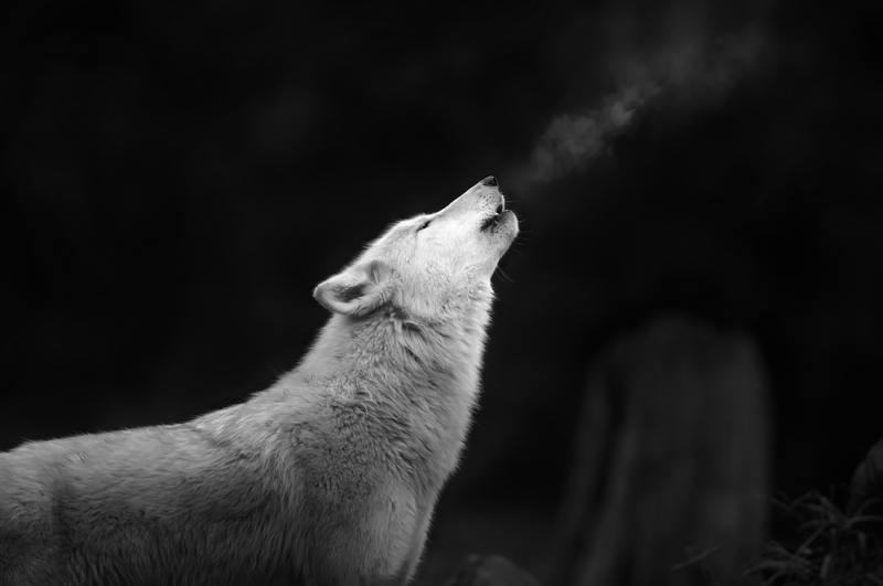 Howl to the moon