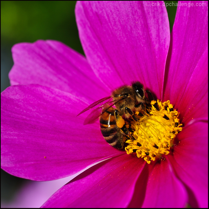 Bee in the Cosmos