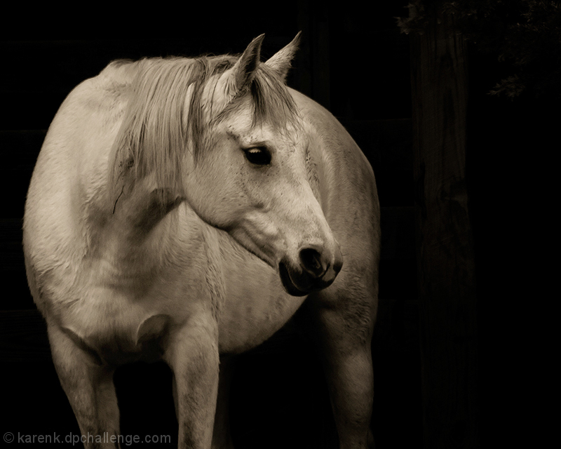 Out In The Stable