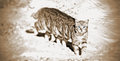 Lunar cat