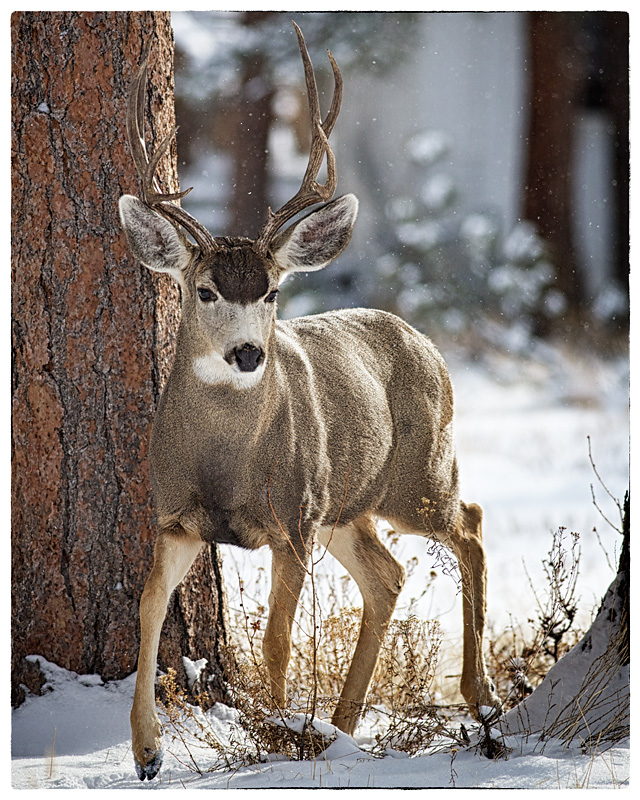 The meek shall inherit the earth