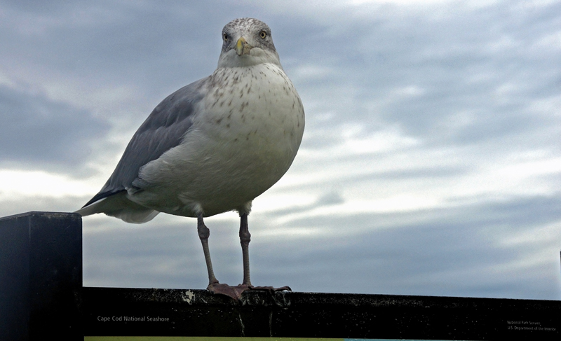 Sea Gull