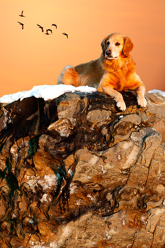 Dogs Rule
