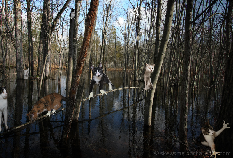 After the floods, the amphibicats flourished.