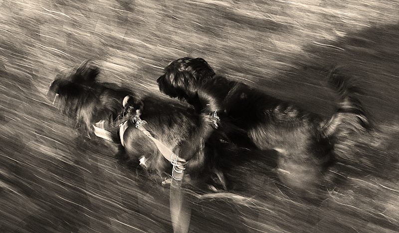 double dog dare