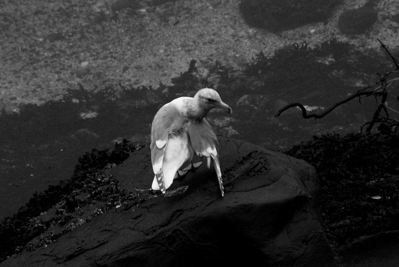 Blackwater Park