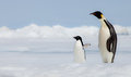 Antarctic Ornithology