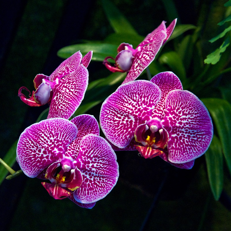 Botany: Horticulture