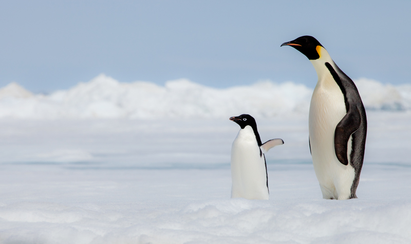 Antarctic Ornithology