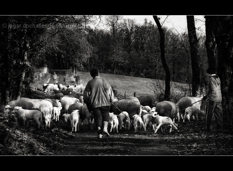Shepherds and Sheep