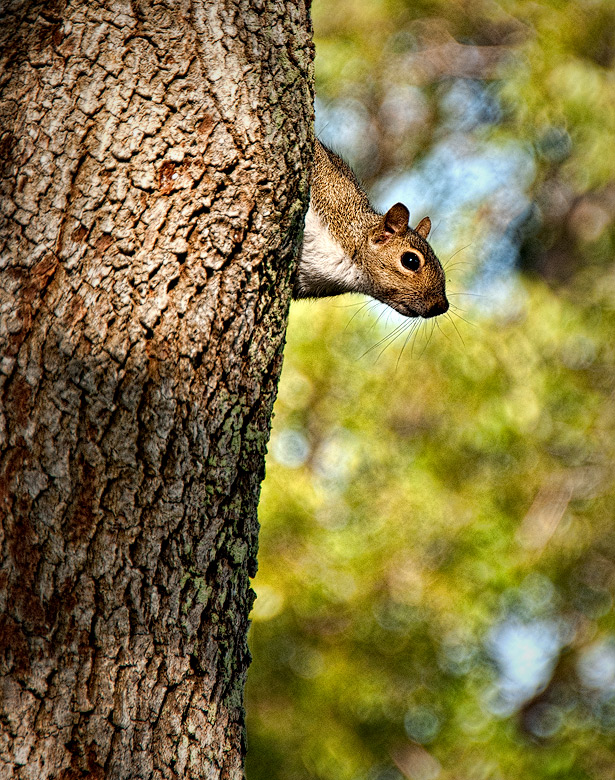 Squirrels & Trees