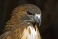 RedHawk