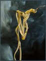 hotpasta