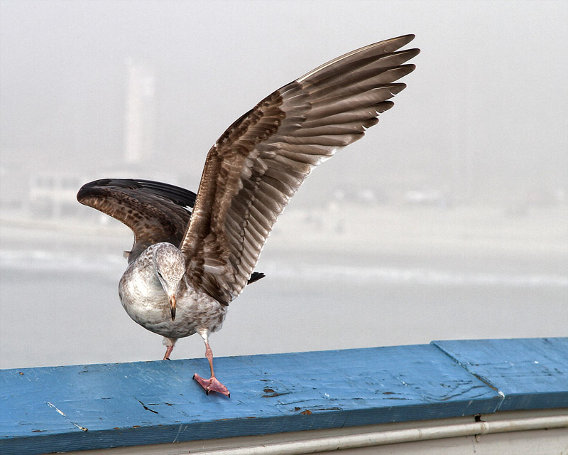 LrngToFly