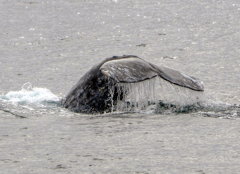 Blackwhale