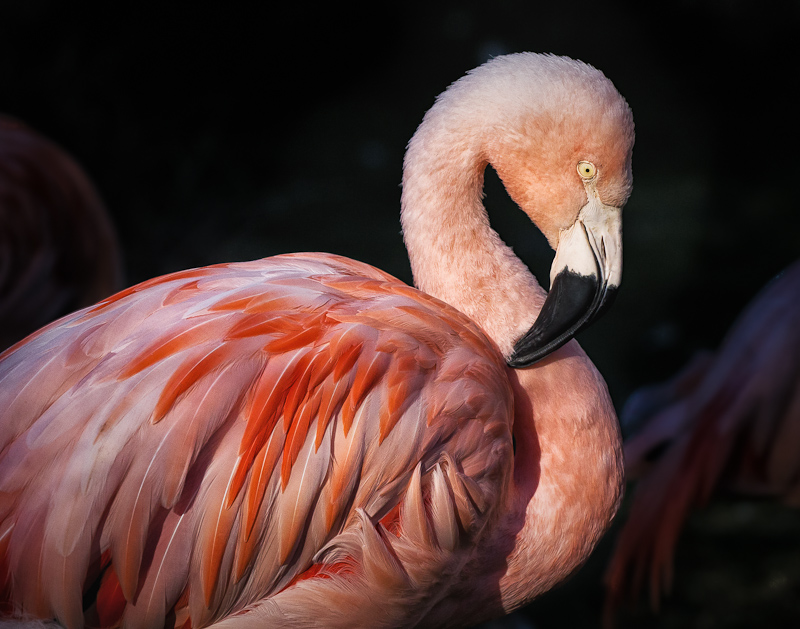 Flamingo