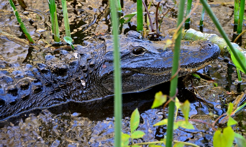 Crocodile