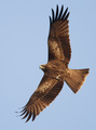 Spread those wings