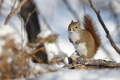 Curious Apprehension