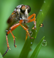 Robberfly with dewdrops