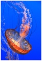 Portrait of a Jellyfish