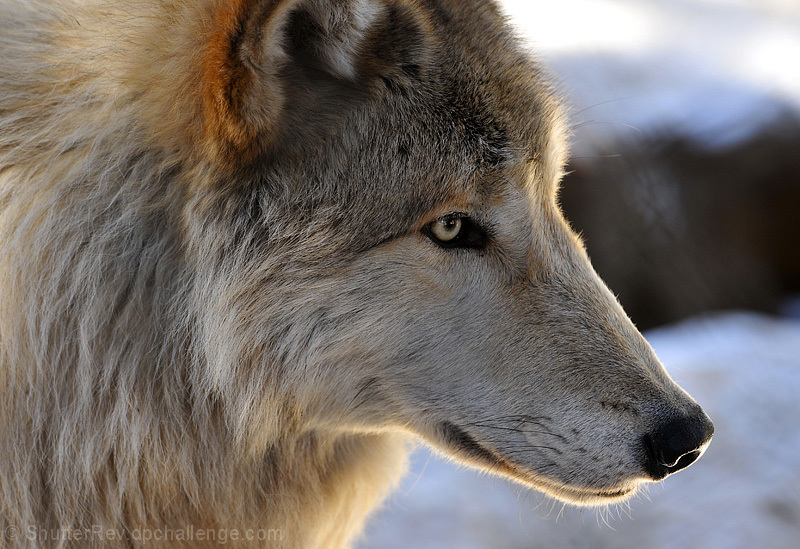 The Timberwolf