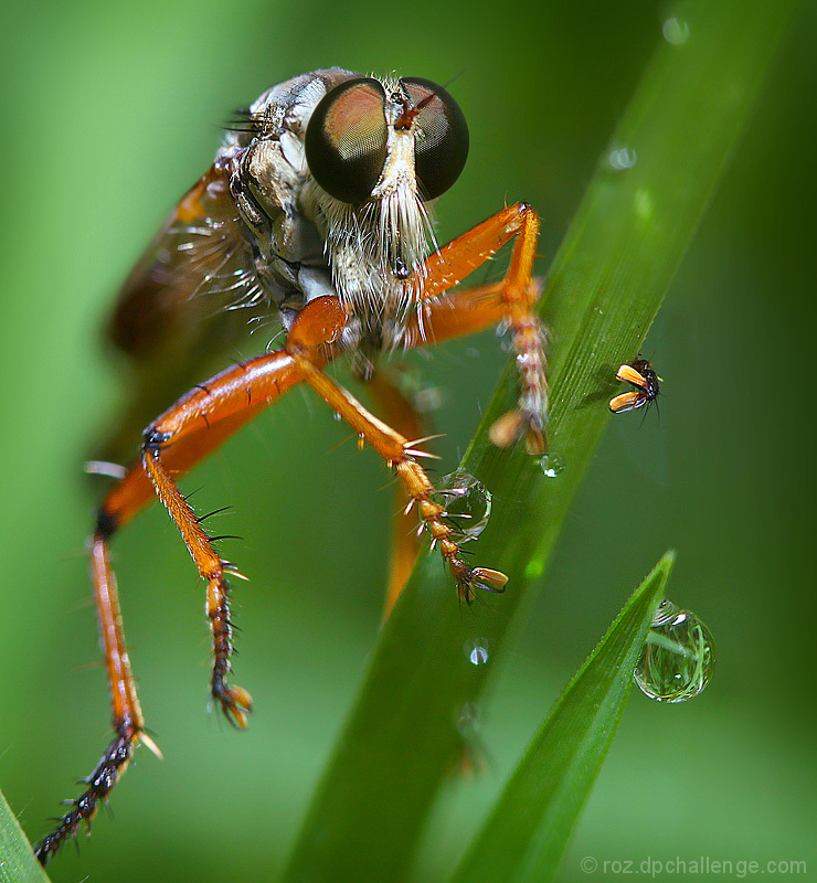 Robberfly with dewdrops