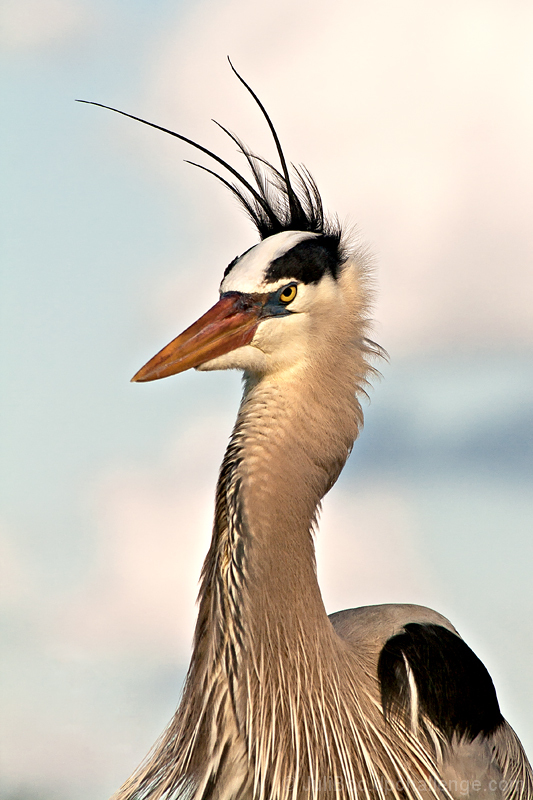 Windy Day Comb-Over