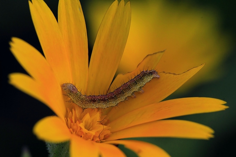 Flower Eater