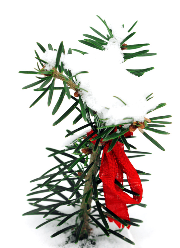 Little Winter Tree