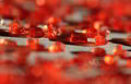 Red Rubies on White