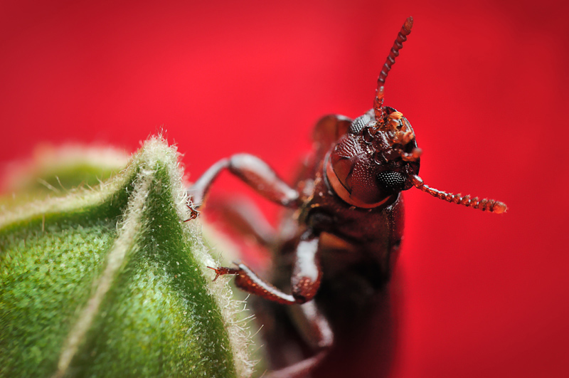 Hibiscus Beetle 