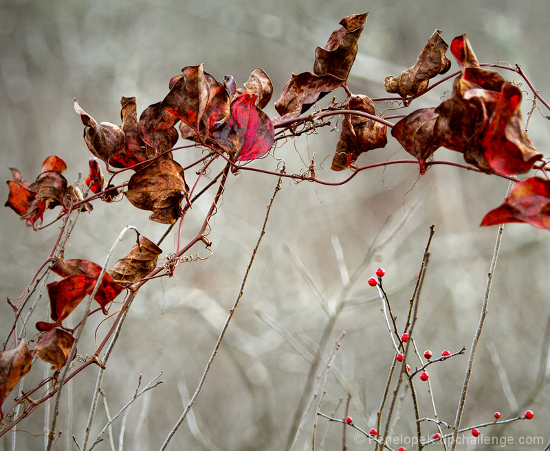 A Winter's Tale
