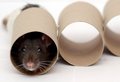 One Person's Trash is Another Rodent's Treasure!