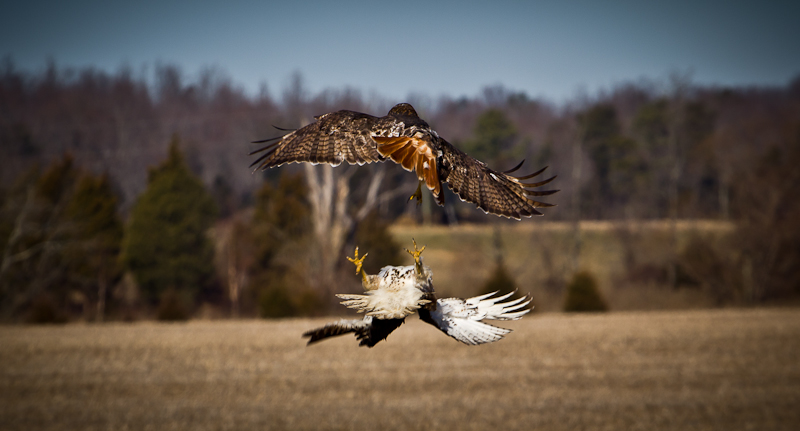 New Year's Resolution --------Take More Wildlife Shots!!!