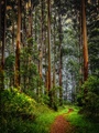 The Enchanted Forest: A Scottish Fairytale